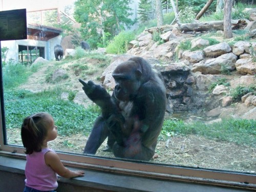 ape-gives-finger.jpg?w=500&h=375